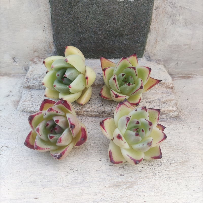 ホワイトエボニー エケベリア カット苗 | 多肉植物カット苗の通販