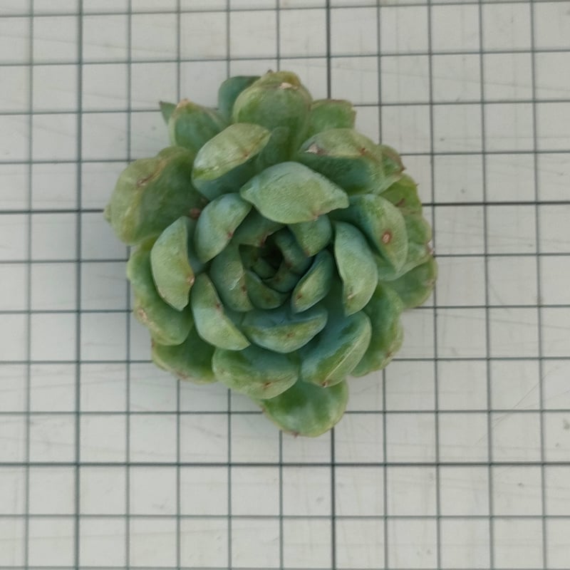 アイスエイジ錦 エケベリア カット苗 | 多肉植物カット苗の通販