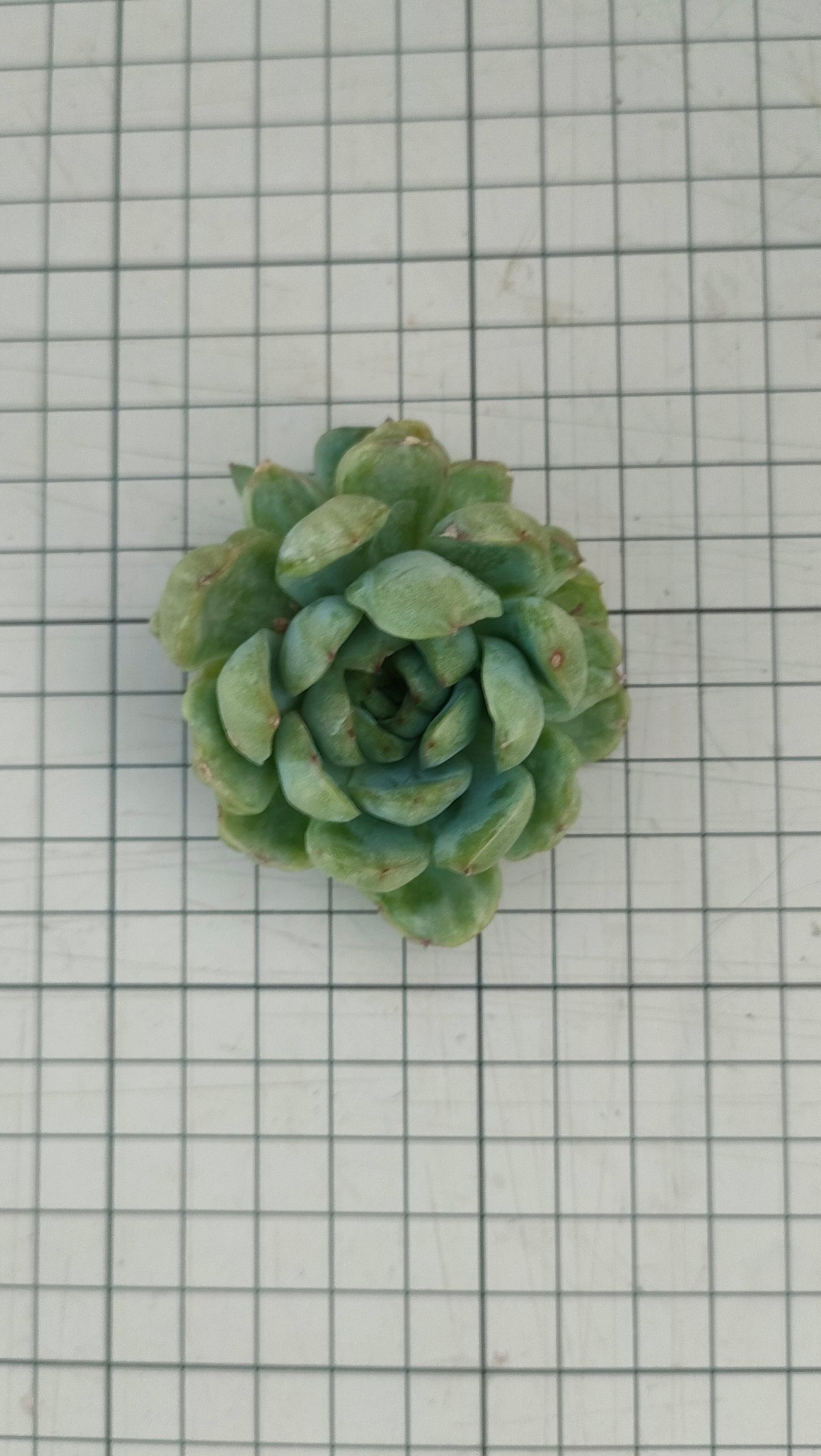 キャッツアイ錦(群生)◎多肉植物 カット苗 輸入苗 エケベリア等 多肉