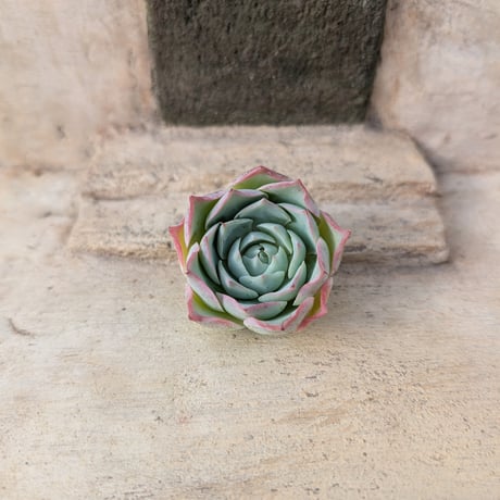 多肉植物カット苗の通販 | エケベリア(韓国苗)多肉植物専門店 | 森の多肉園