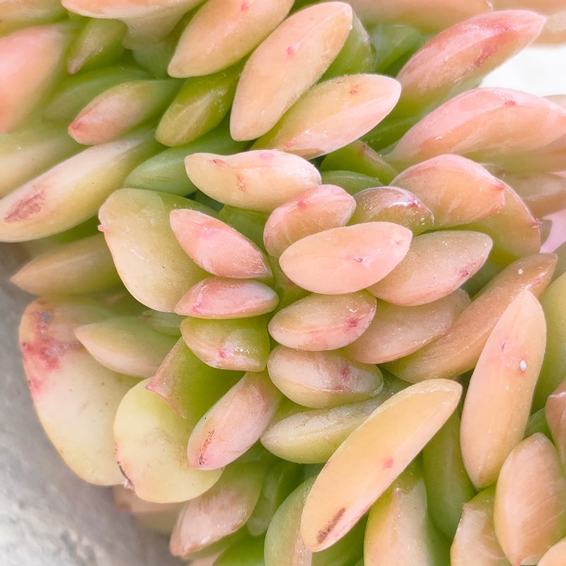 銀明天女綴化 エケベリア カット苗 | 多肉植物カット苗の通販