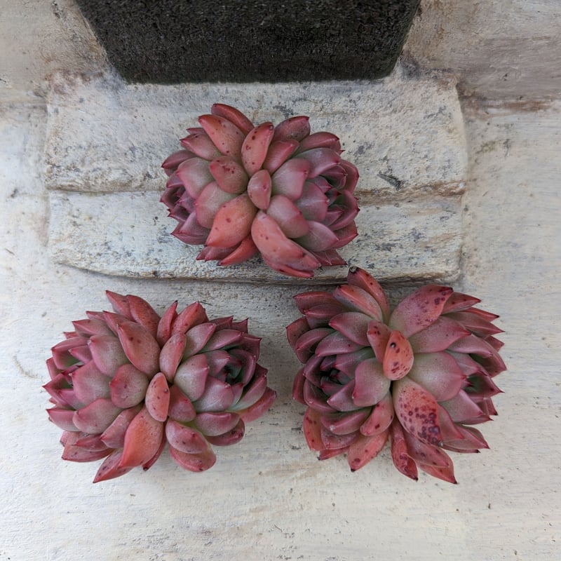 ピンクジェニー エケベリア カット苗 | 多肉植物カット苗の通販