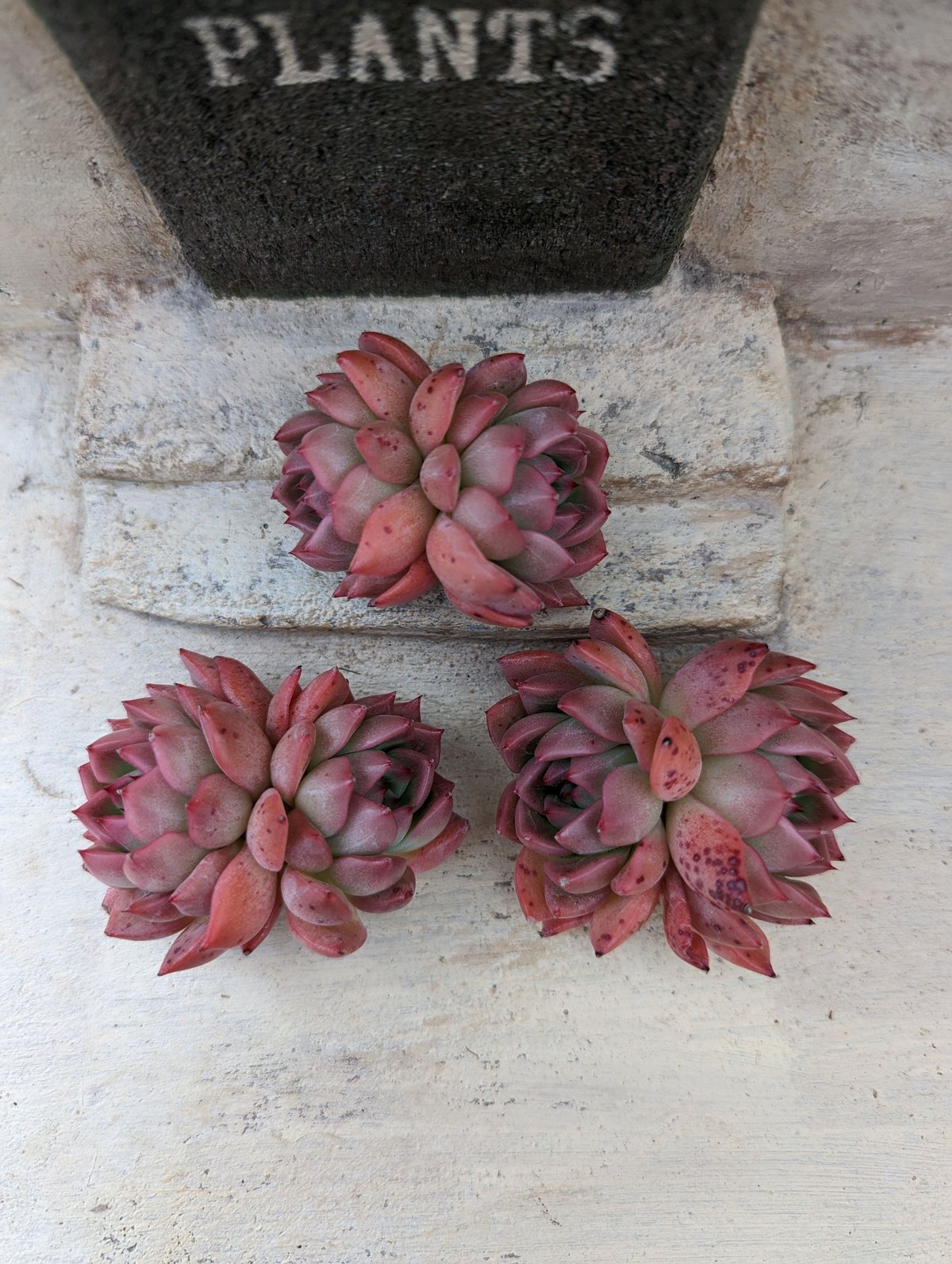 ピンクジェニー エケベリア カット苗 | 多肉植物カット苗の通販