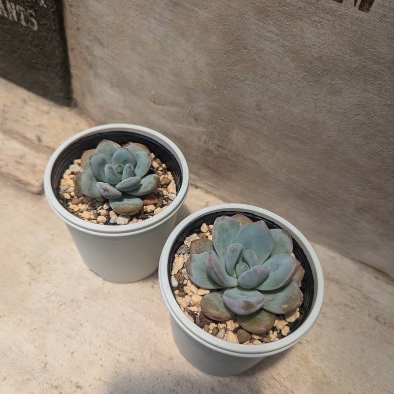 スターモンロー エケベリア 抜き苗 | 多肉植物カット苗の通販