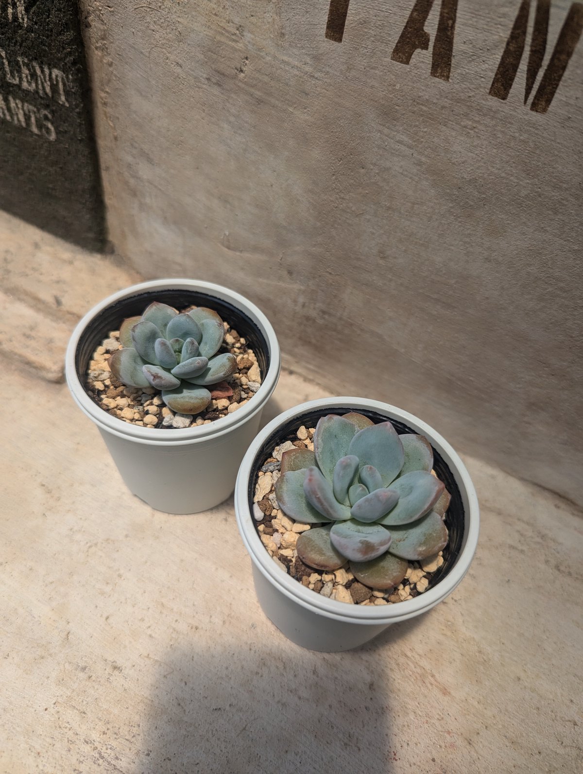 スターモンロー エケベリア 抜き苗 | 多肉植物カット苗の通販