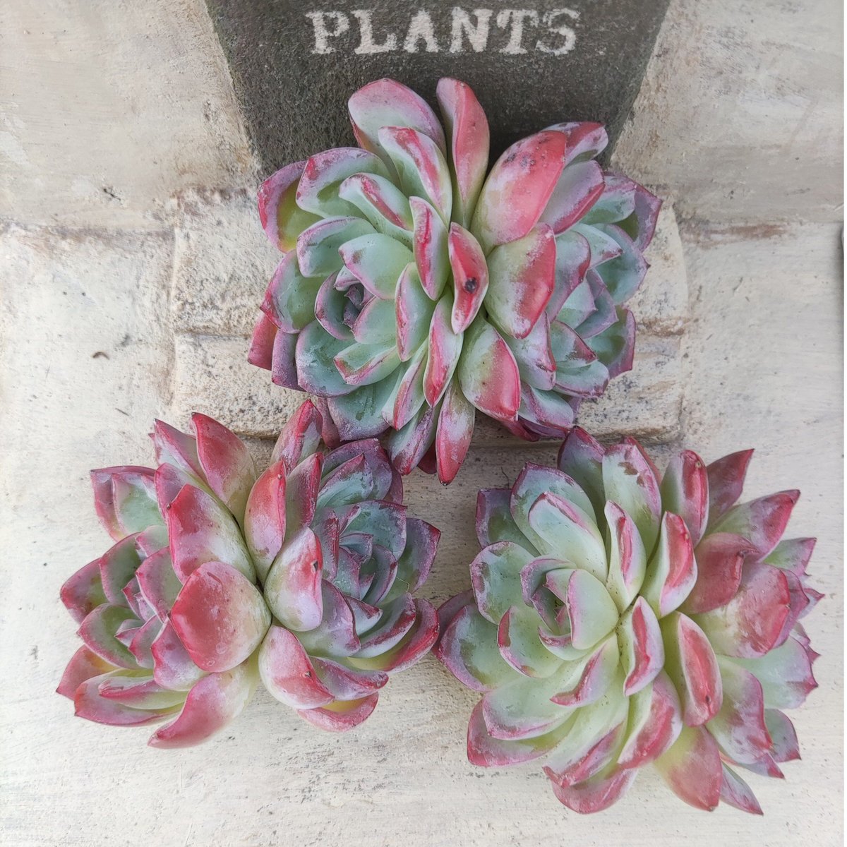 レッドラインエレガンス エケベリア カット苗 2頭 | 多肉植物