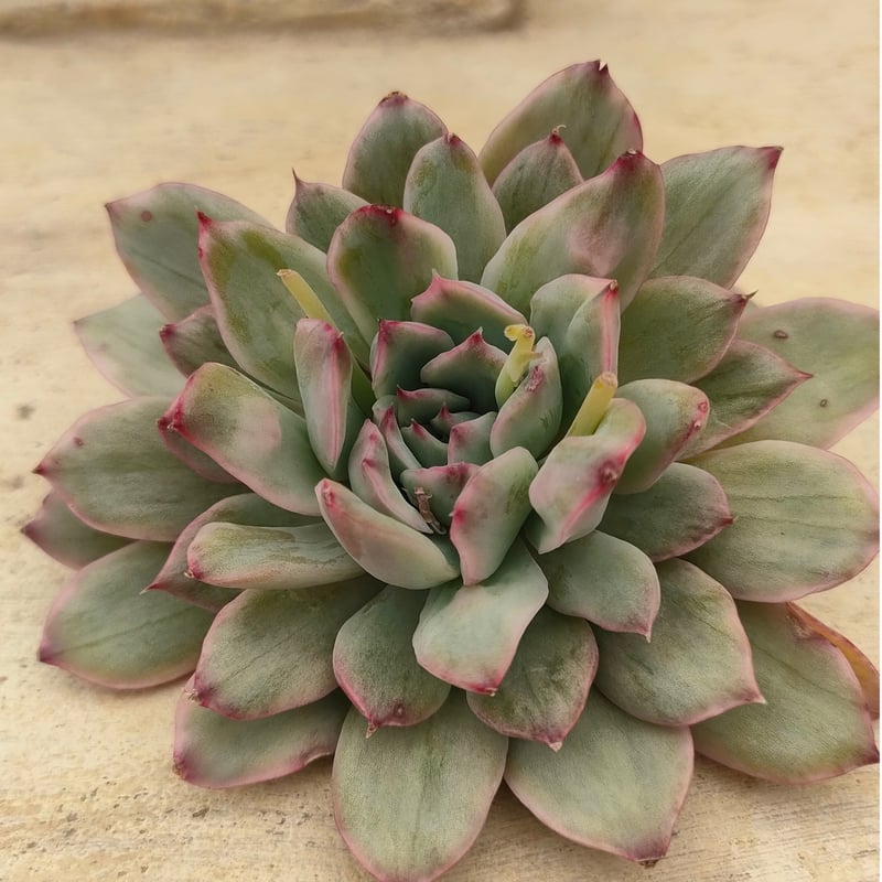 プリドニス錦 散り斑 エケベリア カット苗 | 多肉植物カット苗の通販