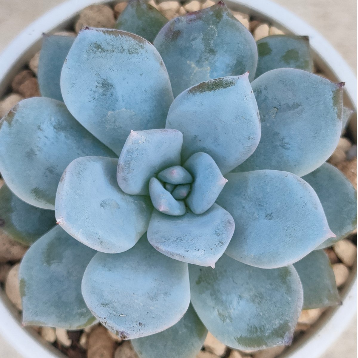 ブルーバード エケベリア 抜き苗 | 多肉植物カット苗の通販