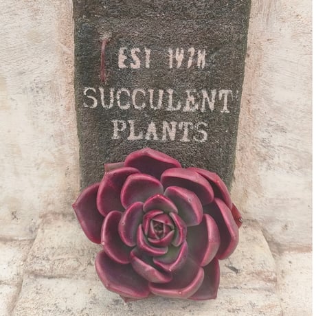 商品一覧 | 多肉植物カット苗の通販 | エケベリア(韓国苗)多肉植物専門