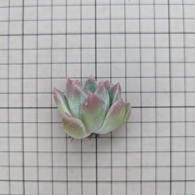 ドリームスーツ エケベリア カット苗 | 多肉植物カット苗の通販