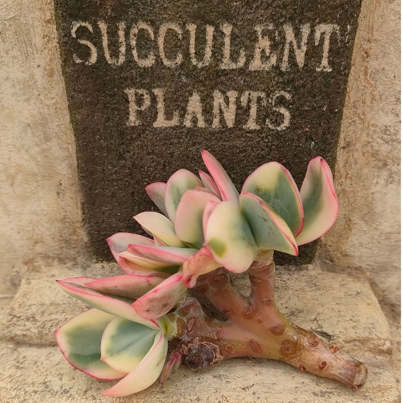 ジュリア錦綴化エケベリア カット苗 | 多肉植物カット苗の通販