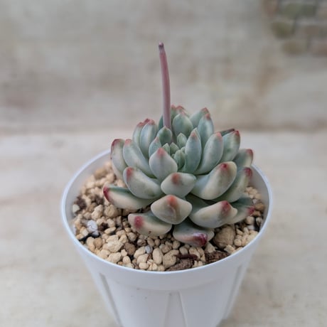 商品一覧 | 多肉植物カット苗の通販 | エケベリア(韓国苗)多肉植物専門