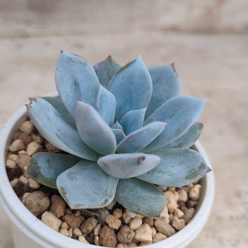 ブルーバード エケベリア 抜き苗 | 多肉植物カット苗の通販