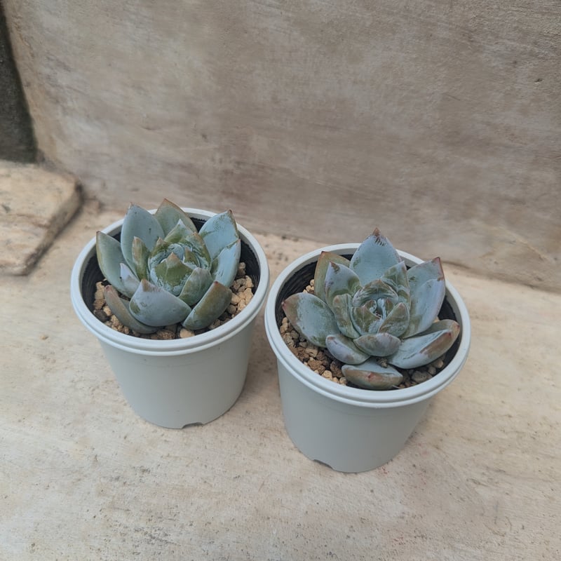 サンガ エケベリア 抜き苗 | 多肉植物カット苗の通販 | エケベリア 