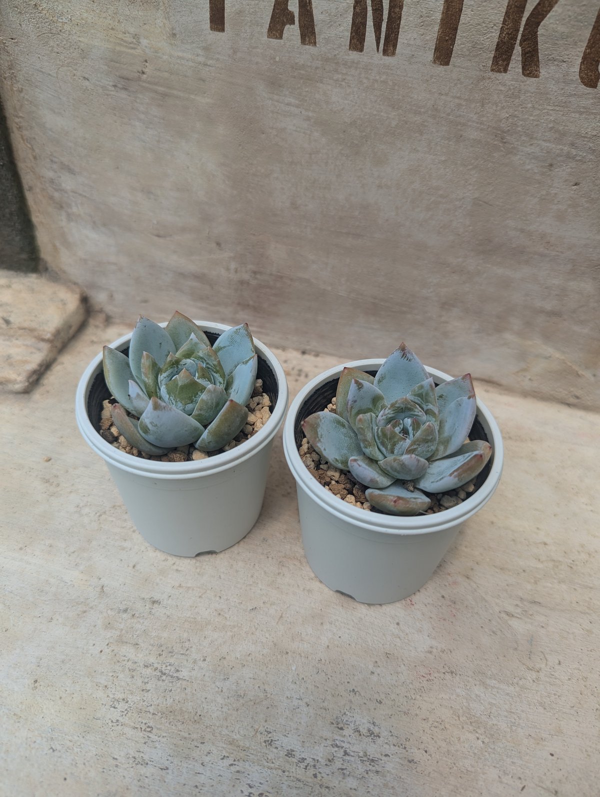 サンガ エケベリア 抜き苗 | 多肉植物カット苗の通販 サンガ エケベリア 抜き苗 | 多肉植物カット苗の通販