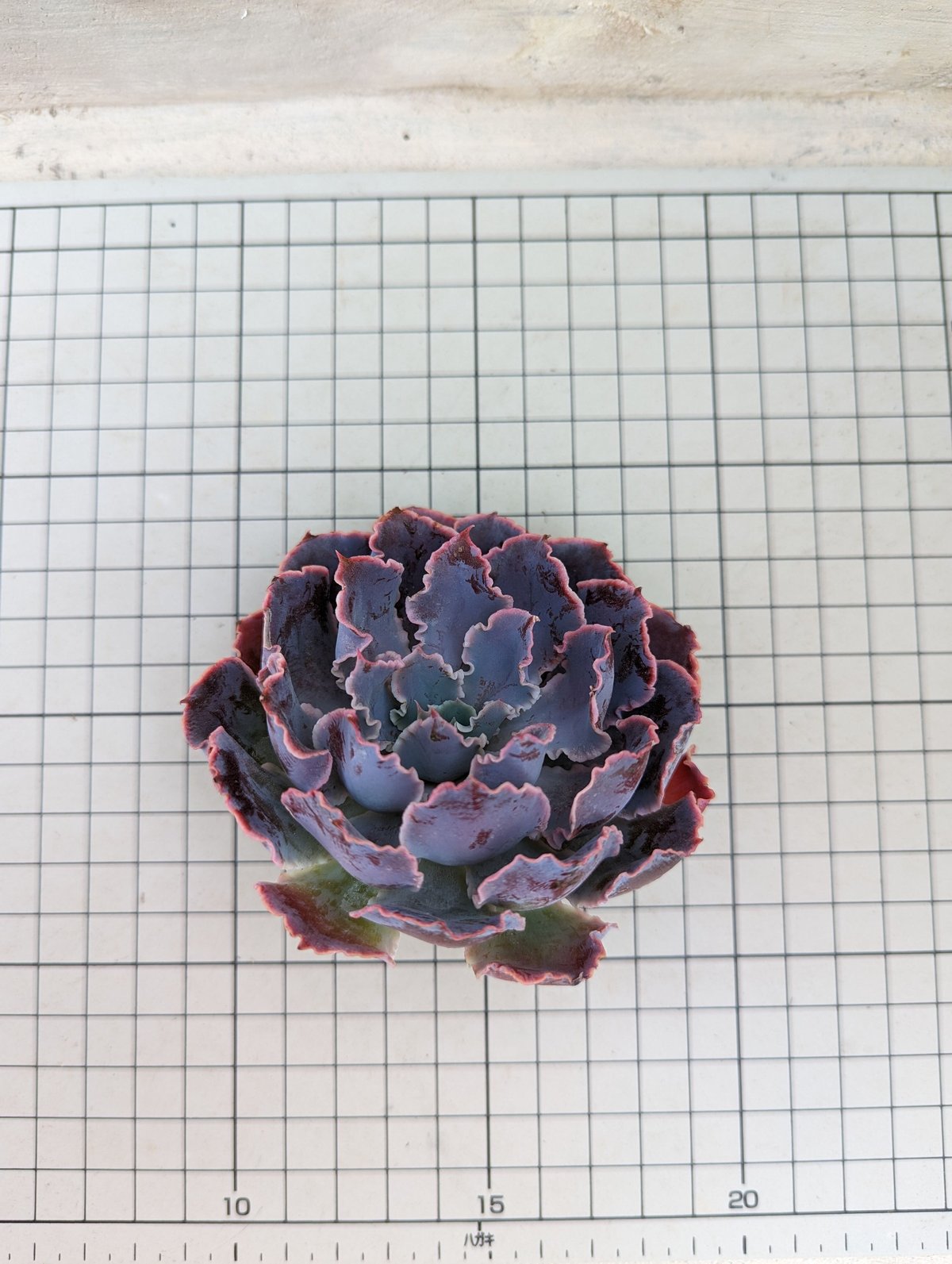 シャビアナ◎多肉植物 カット苗 韓国苗 エケベリア等 fit=scale-down,w=1200