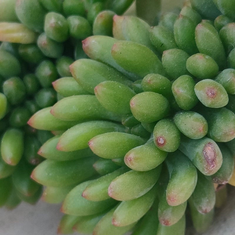 八千代綴化 エケベリア カット苗 | 多肉植物カット苗の通販