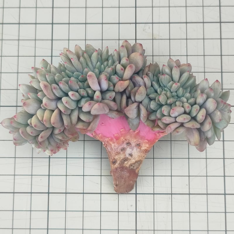 アリエル綴化 エケベリア カット苗 | 多肉植物カット苗の通販