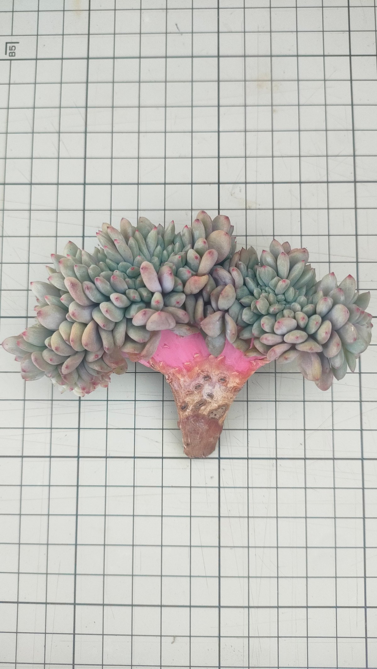 アリエル綴化 エケベリア カット苗 | 多肉植物カット苗の通販