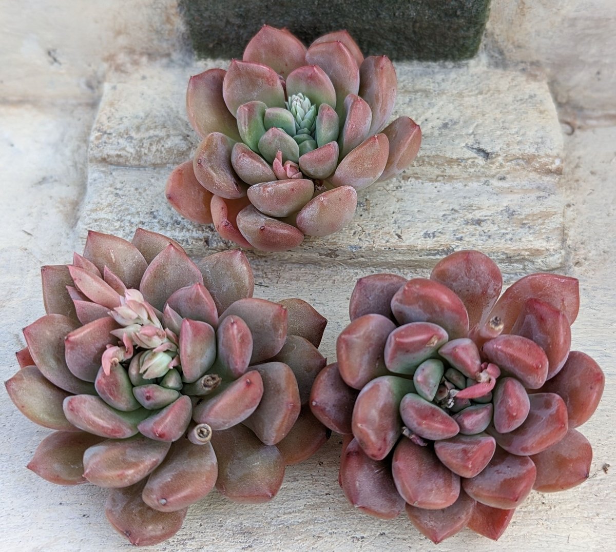 ウインタージャスミン エケベリア カット苗 | 多肉植物カット苗の通販