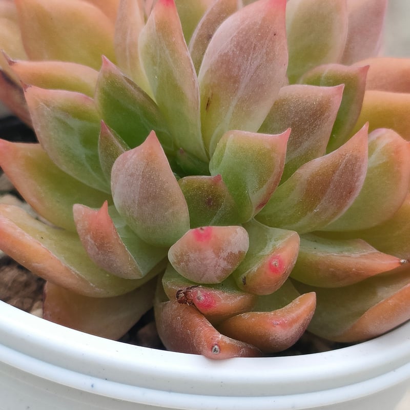 多肉植物　エケベリアsp  韓国苗 フラワーソング エケベリア | 多肉植物カット苗の通販 | エケベリア