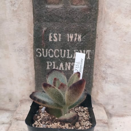 18株の抜き苗セット】ローリー 多肉植物 佐川急便発送 エケベリア 韓国