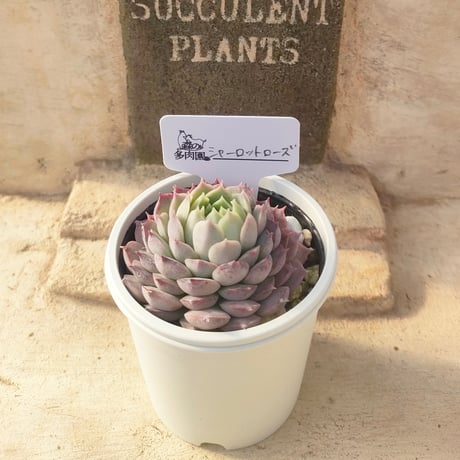 森の多肉園 | STORES