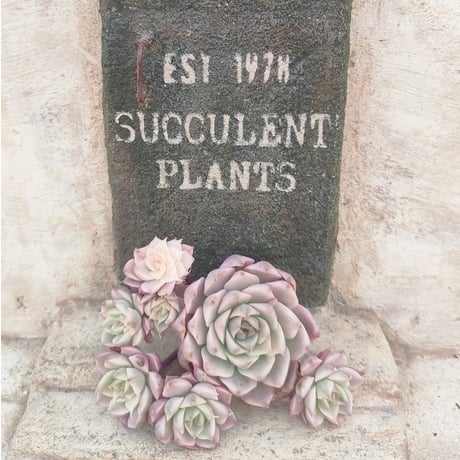 多肉植物カット苗の通販 | エケベリア(韓国苗)多肉植物専門店 | 森の多肉園