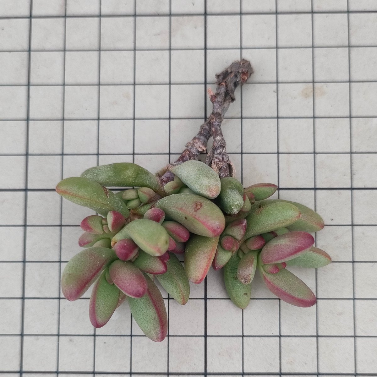 ルドリップ クラッスラ カット苗 | 多肉植物カット苗の通販