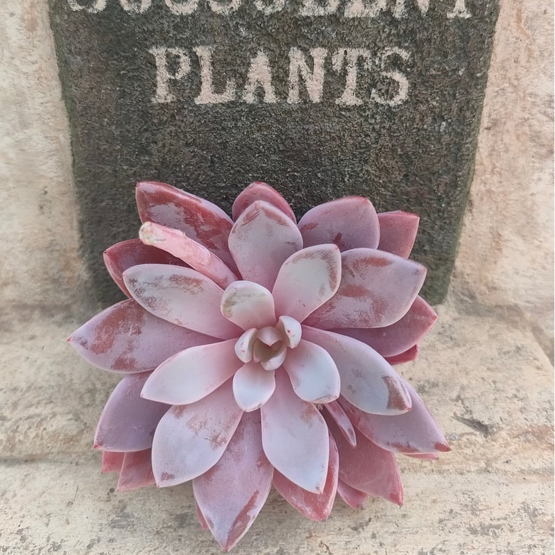 ルル エケベリア カット苗 | 多肉植物カット苗の通販