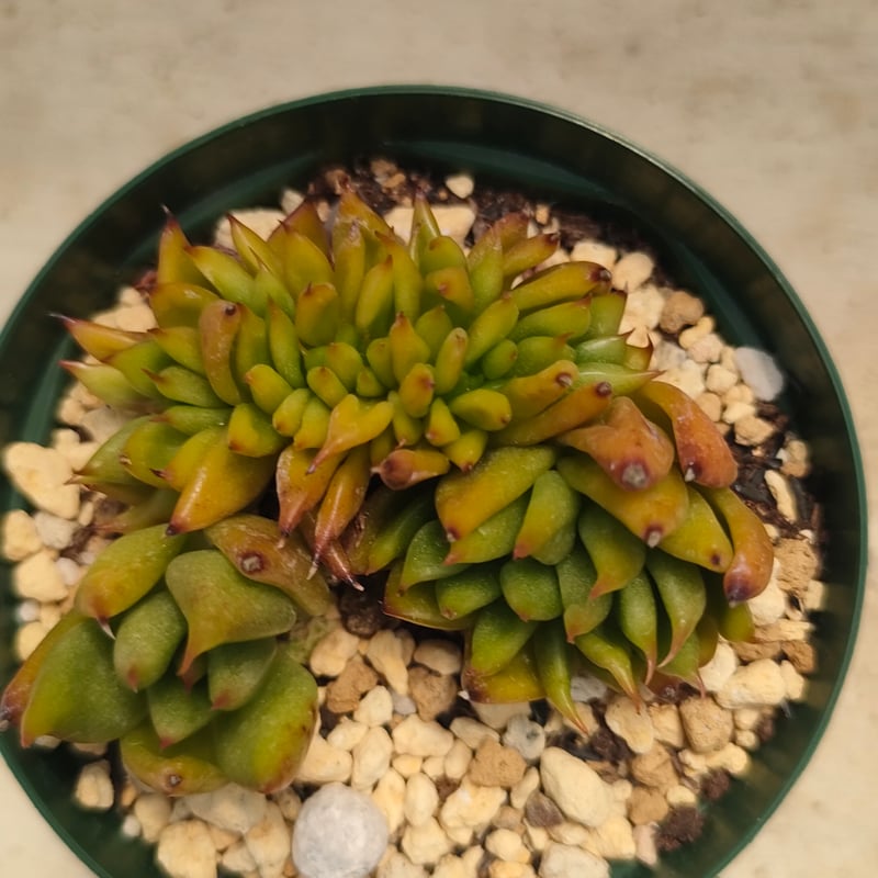 アイクソウル綴化 エケベリア 抜き苗 | 多肉植物カット苗の通販