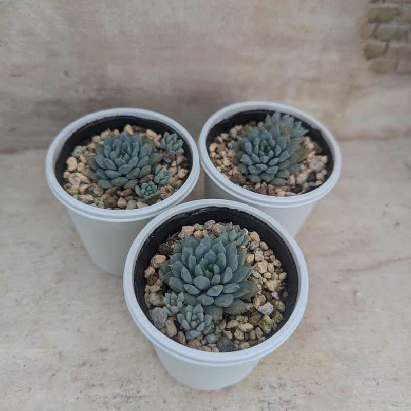 クリッシーNライアン エケベリア 抜き苗 | 多肉植物カット苗の通販