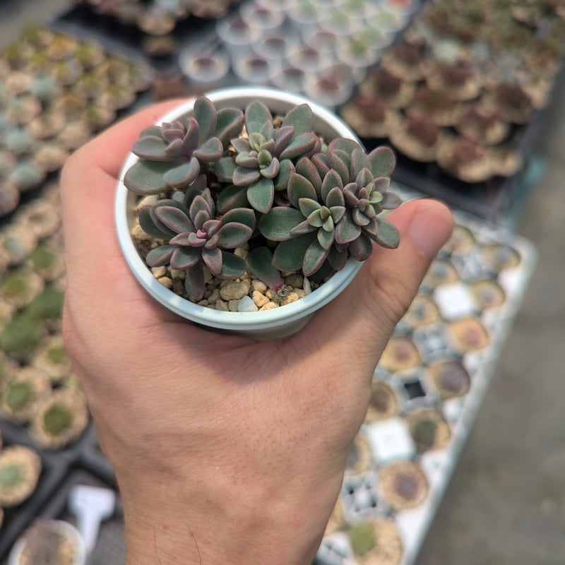 小型レズリー エケベリア 抜き苗 | 多肉植物カット苗の通販