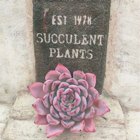 商品一覧 | 多肉植物カット苗の通販 | エケベリア(韓国苗)多肉植物専門