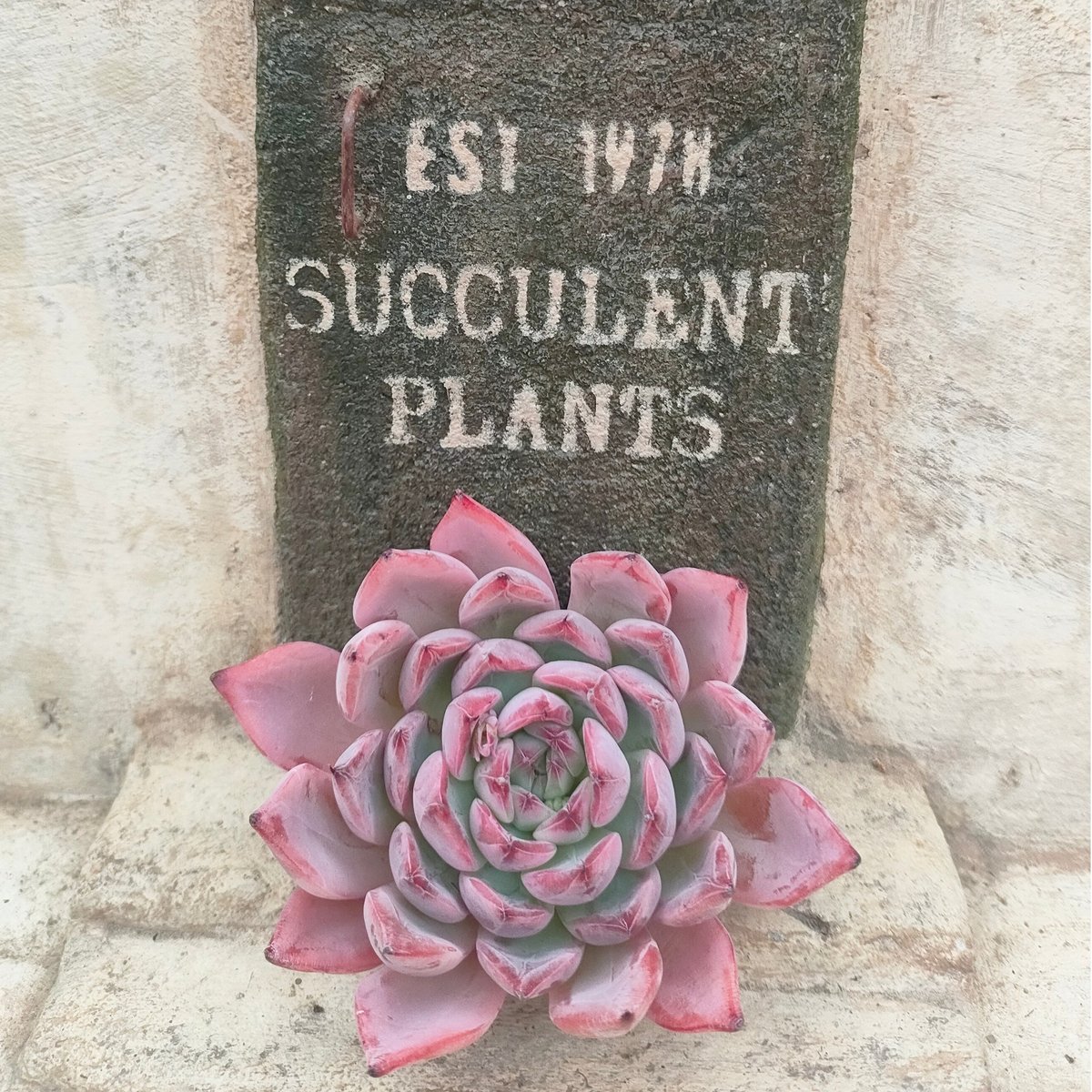 アランフェス エケベリア カット苗 | 多肉植物カット苗の通販