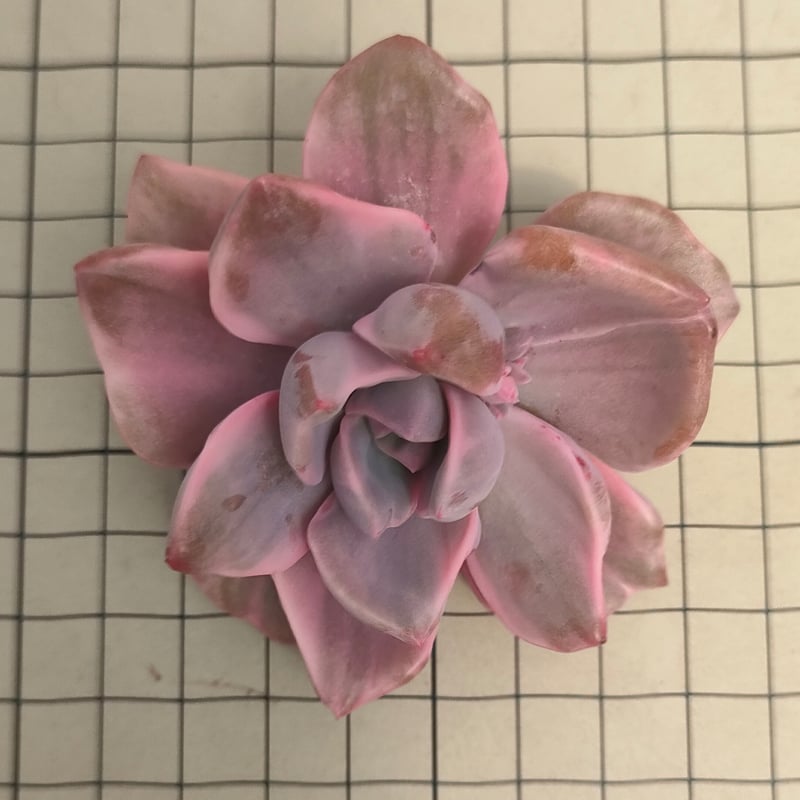 ミセスリチャード錦 エケベリア カット苗 | 多肉植物カット苗の通販