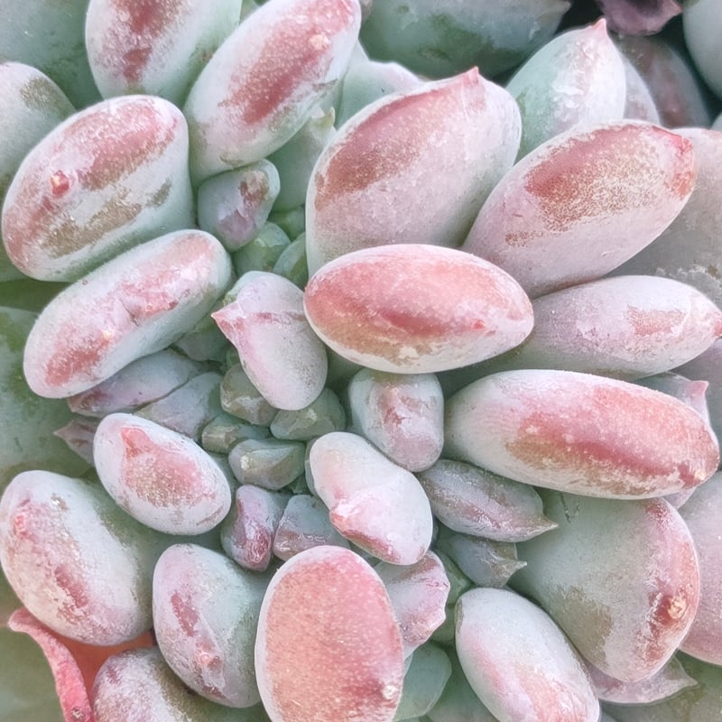 Top【選抜株】多肉植物　364088ピンクジェニー綴化　11個　鉢無し/脱土 ピンクジェニー綴化 エケベリア カット苗 | 多肉植物カット苗の通販