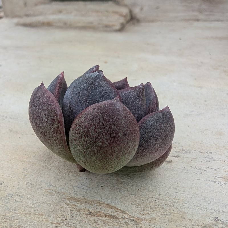 ブラックワイン エケベリア カット苗 | 多肉植物カット苗の通販