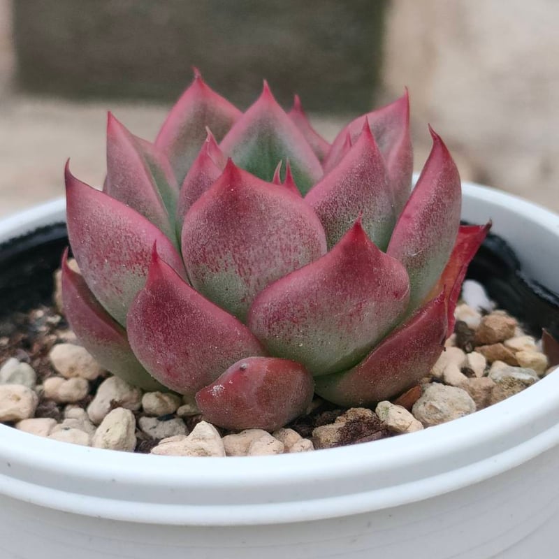 フロリディティール エケベリア 抜き苗 | 多肉植物カット苗の通販