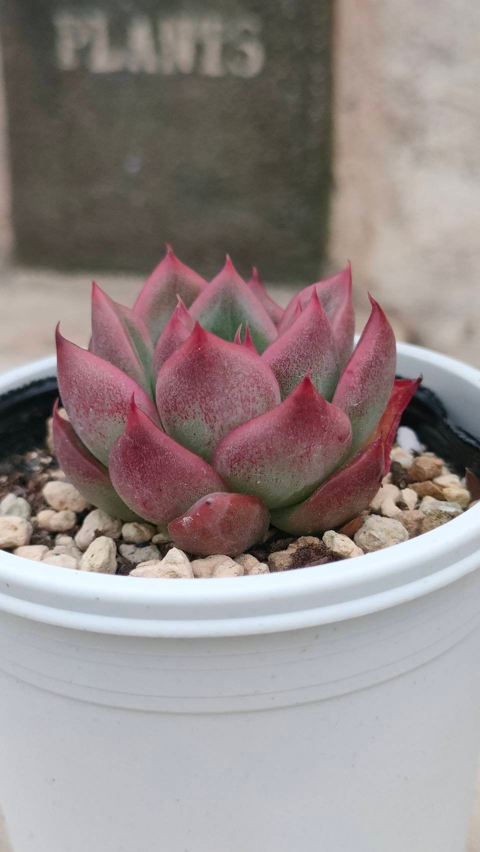 多肉植物❤️フロリディティール ❤️1大頭5小頭11cm拔き苗三年生セダム  おまけ フロリディティール エケベリア 抜き苗 | 多肉植物カット苗の通販