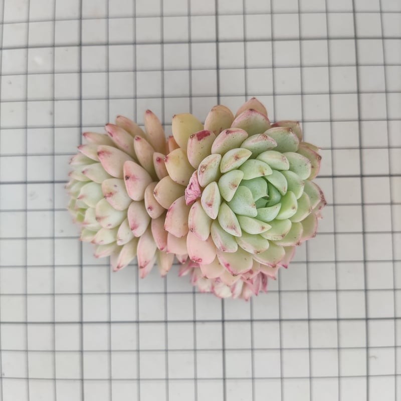 デカベリア 多頭♥️ミモザ♥️巨大エケベリア多肉 抜き苗 デカベリア 多頭♥️ミモザ♥️巨大エケベリア多肉 抜き苗