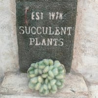 マーベル錦 エケベリア カット苗 | 多肉植物カット苗の通販