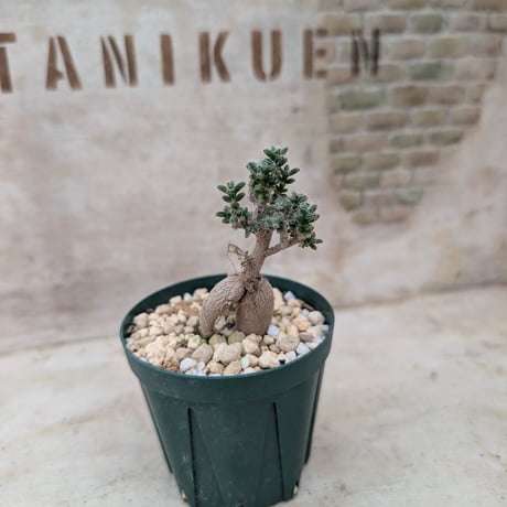 商品一覧 | 多肉植物カット苗の通販 | エケベリア(韓国苗)多肉植物専門