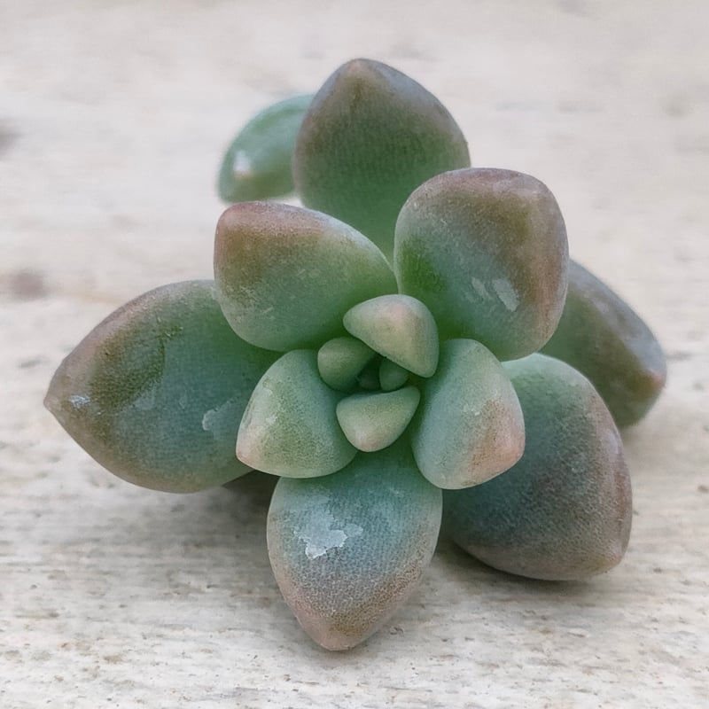 姫秋麗×プロリフィカ カット苗 10カット | 多肉植物カット苗の通販