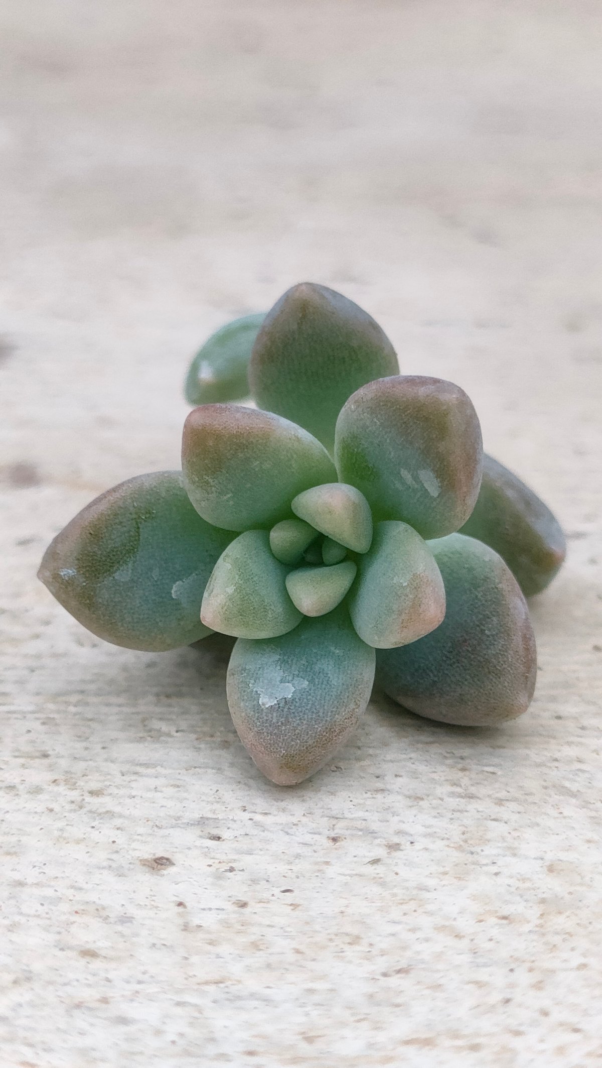 姫秋麗×プロリフィカ カット苗 10カット | 多肉植物カット苗の通販