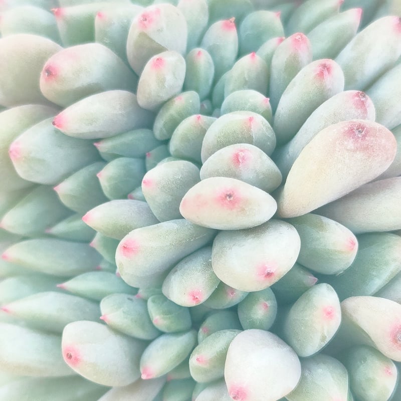 多肉植物 ♡アリエル 古株 大苗♡綴化開始？？ アリエル綴化 エケベリア カット苗 | 多肉植物カット苗の通販