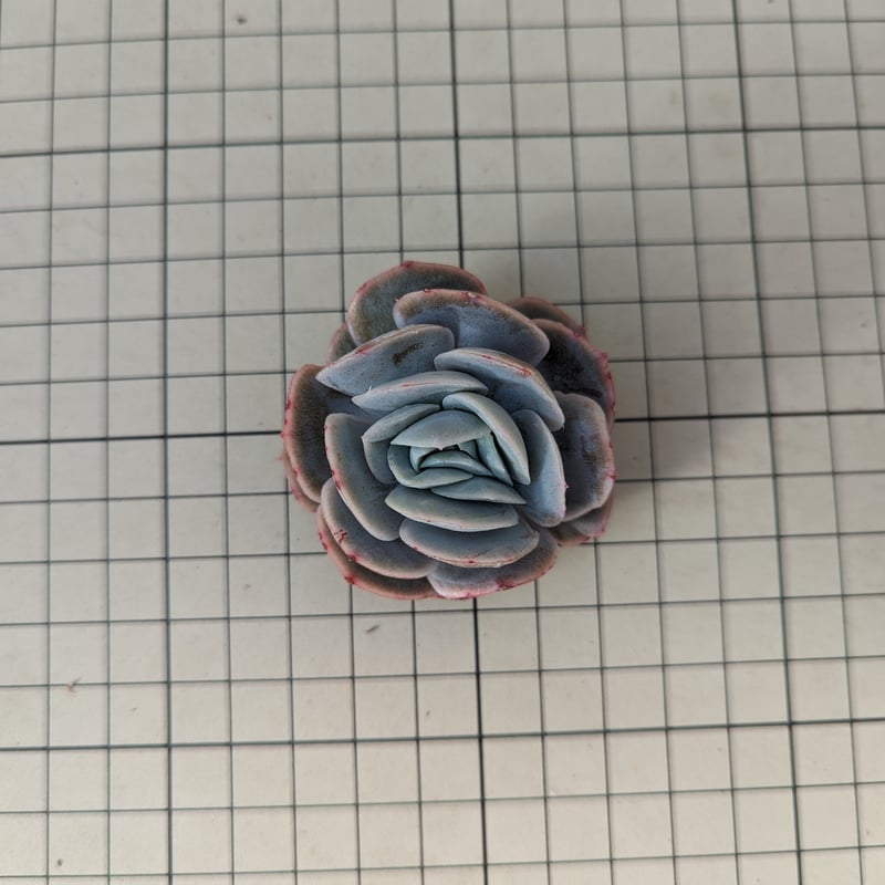 ポトシナ エケベリア カット苗 | 多肉植物カット苗の通販 | エケベリア