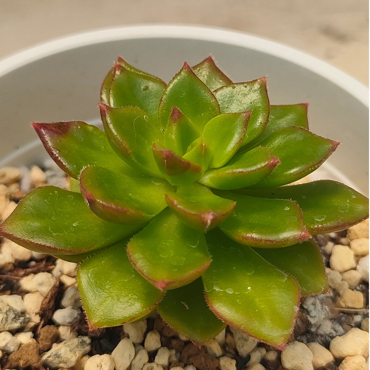 マジックジャムゴールド エケベリア | 多肉植物カット苗の通販
