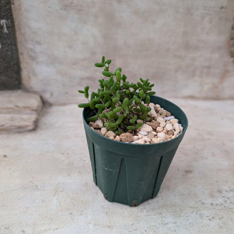 速達便付き ドロサンテマム キラキラIce crystal 大株 抜き苗 1株 多肉