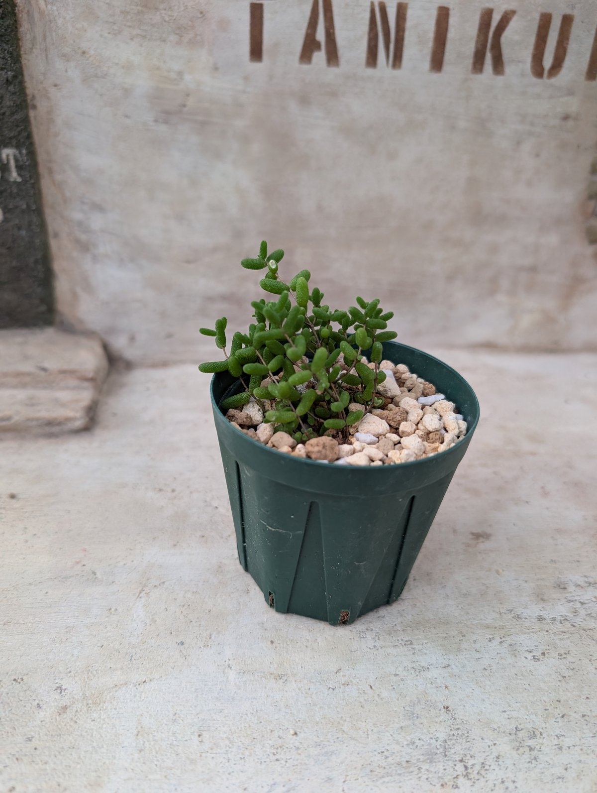 ドロサンテマム アイスクリスタル 土付き 宅急便発送 | 多肉植物カット